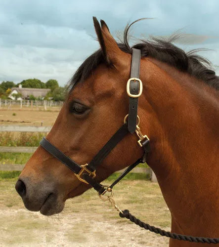 Leather Headcollar - Windsor Equestrian Leather