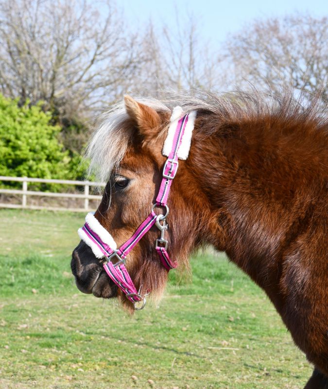 Rhinegold Bright Striped Fur Trim Small Pony Headcollar