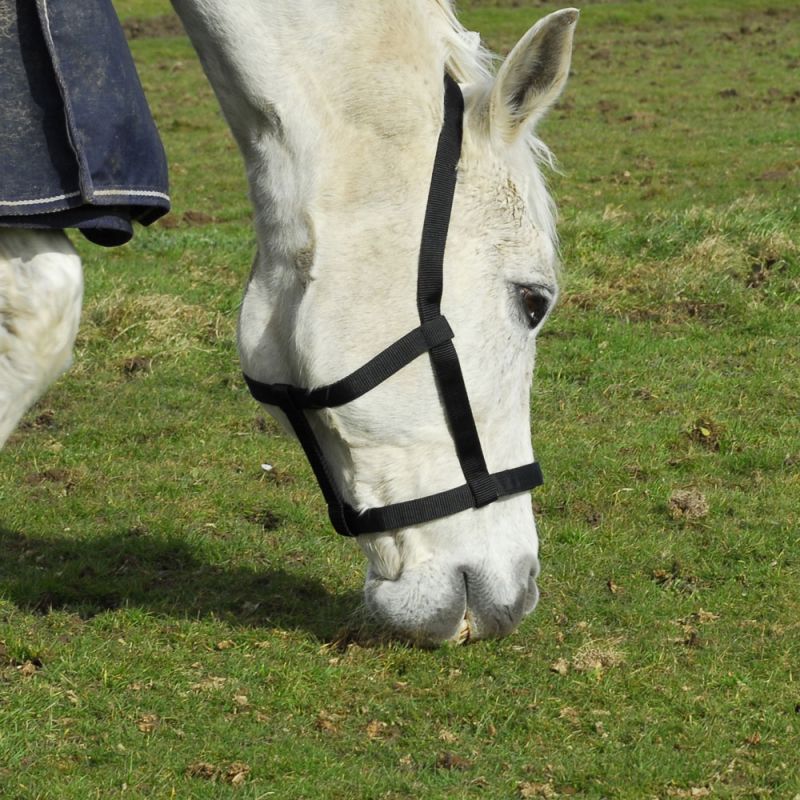 Field Safe Headcollar Rhinegold