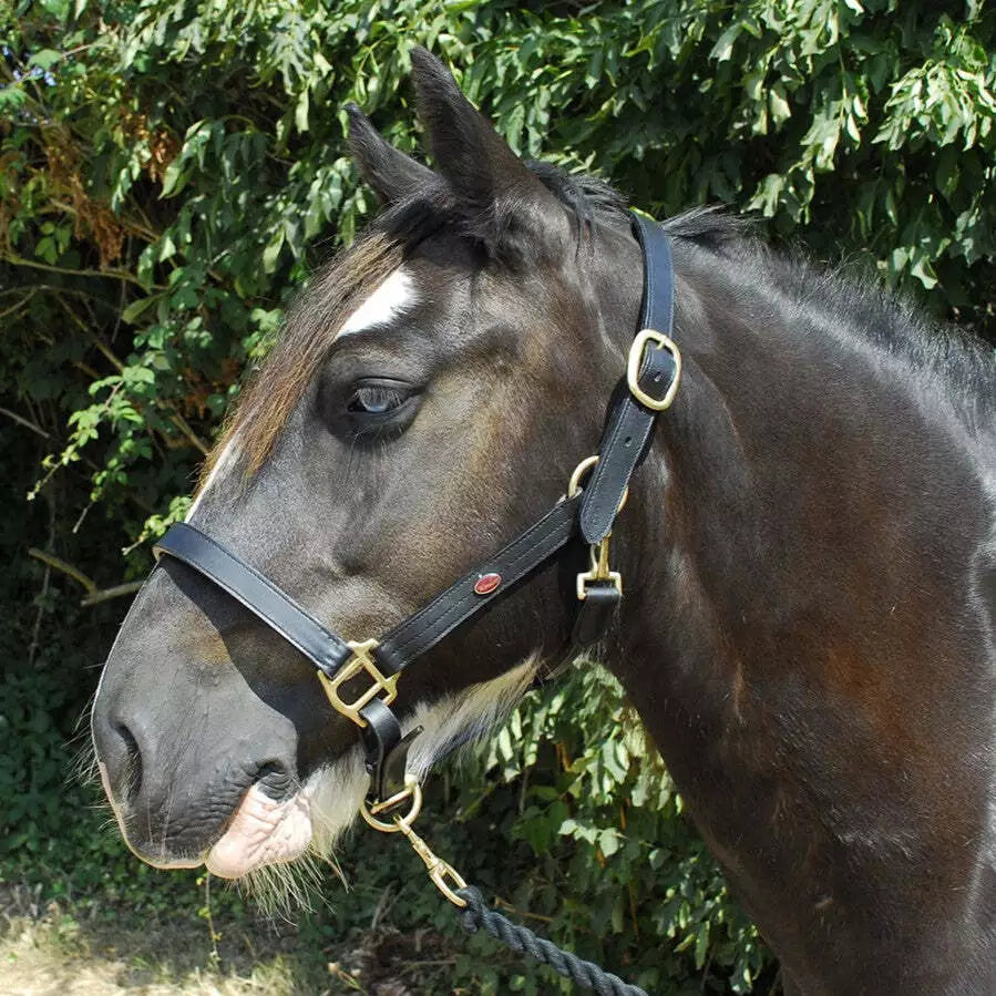 Leather Headcollar - Windsor Equestrian Leather
